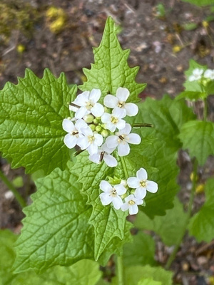 Litulaukka (Alliaria petiolata), siemeniä 50 kpl