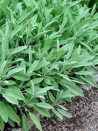 Salvia mauste - kesän satoa kuivattattuna