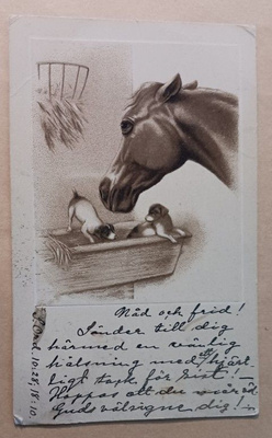 Hevonen katselee koiranpentuja ruokintakaukalossa, p. 1909