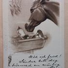 Hevonen katselee koiranpentuja ruokintakaukalossa, p. 1909 - pikkukuva 1