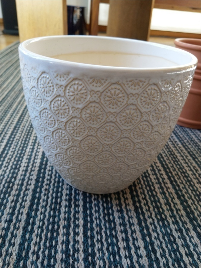 Suojaruukku vaalea kaunis, 17 cm korkea