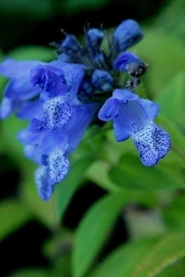 Komeakissanminttu 'Blue Dreams', siemeniä 50 kpl