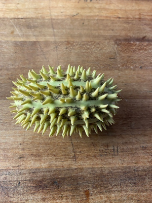 Pikkelsikurkku (Cucumis anguria), siemeniä 30 kpl