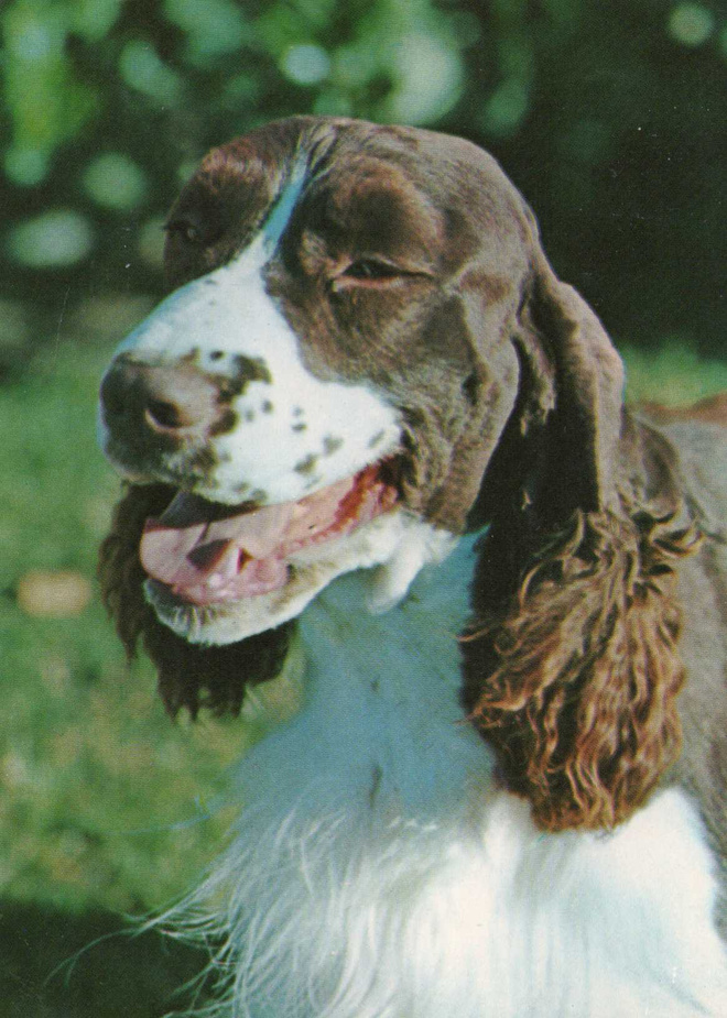ENGLANNIN SPRINGERSPANIEL  POSTIKORTTI