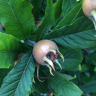 Mispeli (Mespilus germanica), siemeniä 15 kpl - pikkukuva 1