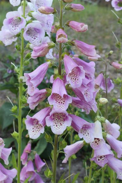 Sormustinkukka (Digitalis purpurea), siemeniä 300 kpl