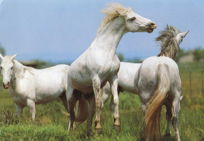 HEVONEN POSTIKORTTI  -  CAMARQUEHEVOSET
