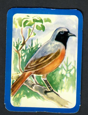 ALE - EO 5710 - Nelkku - Lintu - Leppälintu