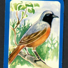 ALE - EO 5710 - Nelkku - Lintu - Leppälintu - pikkukuva 1