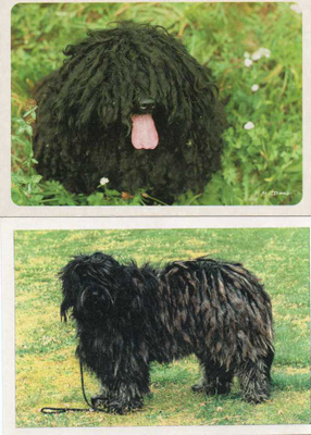 2 KOMONDOR ( BERGAMASCO ) POSTIKORTTIA