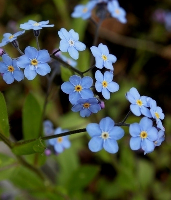 Puistolemmikki (Myosotis sylvatica), siemeniä 100 kpl