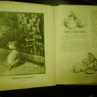 Laulan lapsille iloksi ( 1 p. 1902) Sis.pk:t - pikkukuva 5
