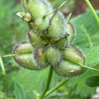 Pulleakurjenherne (Astragalus cicer), siemeniä 50 kpl - pikkukuva 3