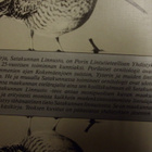 SATAKUNNAN LINNUSTO (Porin lintutieteellinen yhdist.) Sis.pk - pikkukuva 5