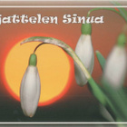 kortti ** Valkoinen kukka valokuvassa - erilaisia - pikkukuva 4