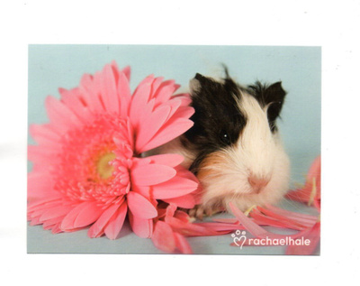 Rachaelhale °°MARSU & PINKKI GERBERA°° -KORTTI
