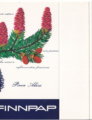 FINNPAP, Picea Abies , aski , aihio. b446