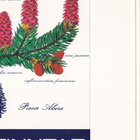 FINNPAP, Picea Abies , aski , aihio. b446 - pikkukuva 1
