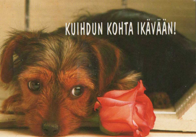 KOIRA POSTIKORTTI  -  TIIMARI