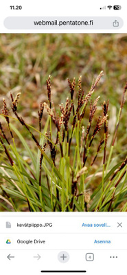 Sormisara (Carex digitata), siemeniä 50 kpl