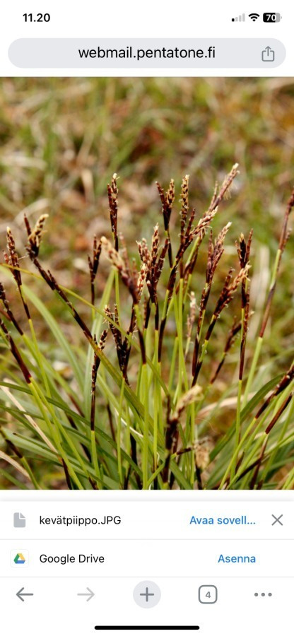 Sormisara (Carex digitata), siemeniä 50 kpl