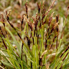 Sormisara (Carex digitata), siemeniä 50 kpl - pikkukuva 1