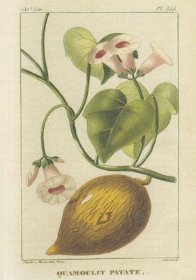 Bataatti - Ipomoea batatas