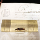 Natura Obscura – Entomologinen näyte no. 329 - pikkukuva 2