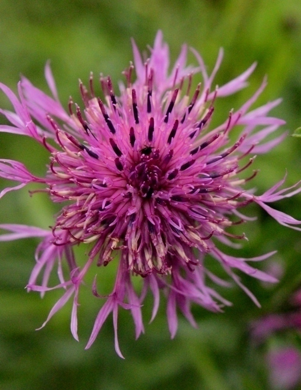 Ketokaunokki (Centaurea scabiosa), siemeniä 50 kpl