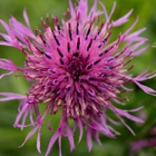 Ketokaunokki (Centaurea scabiosa), siemeniä 50 kpl - pikkukuva 1