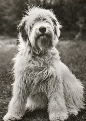 KOIRA POSTIKORTTI