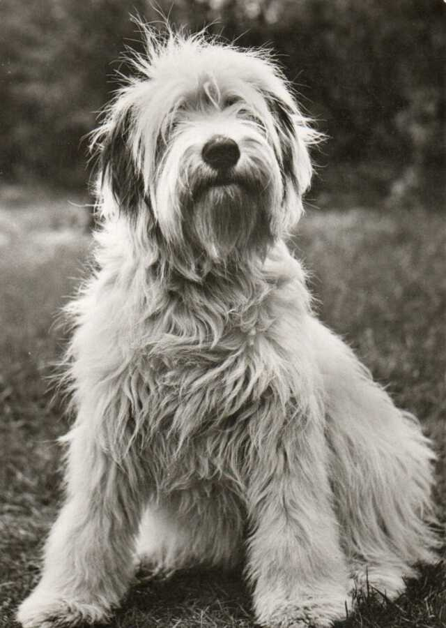 KOIRA POSTIKORTTI