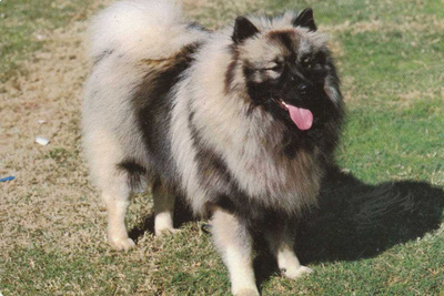 KEESHOND "PYSTYKORVA" POSTIKORTTI