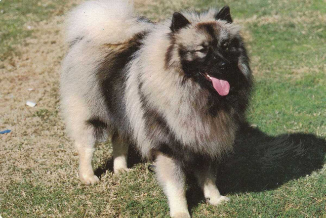 KEESHOND "PYSTYKORVA" POSTIKORTTI