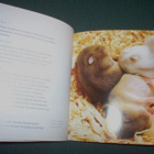 McBride: KÄÄPIÖHAMSTERIT (2012) Sis.p o s t i k u l u t - pikkukuva 3