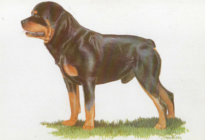 ROTTWEILER  POSTIKORTTI