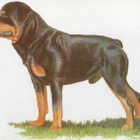 ROTTWEILER  POSTIKORTTI - pikkukuva 1
