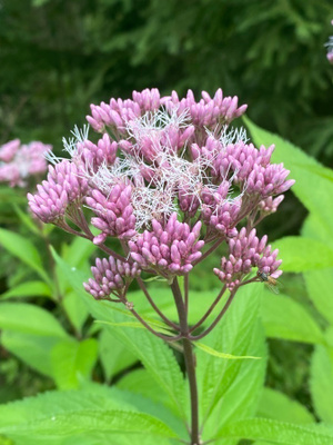 Täpläpunalatva (Eupatorium maculatum), siemeniä 50 kpl