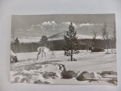 VANHA Postikortti Lappi Pallastunturi 1930-l