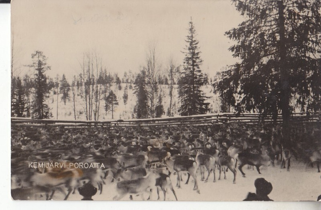 Kemijärvi poroaita kortti