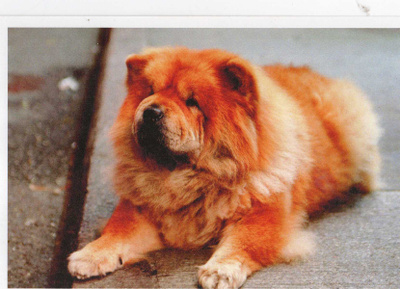 CHOW - CHOW POSTIKORTTI