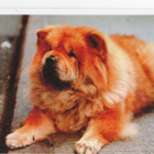 CHOW - CHOW POSTIKORTTI - pikkukuva 1