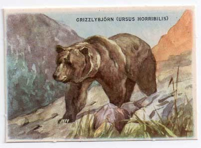 Sagokonst 10 / NELKKU: Harmaakarhu ylängöllä. 1940-50-l.