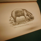 Cramer SIKOJEN HOIDOSTA JA SIITTÄMISESTÄ ( 1p. 1891 ) Sis.pk - pikkukuva 5
