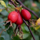 Himmeäorjanruusu (Rosa caesia), siemeniä 30 kpl - pikkukuva 2