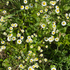 Sädekallioinen (Erigeron annuus), siemeniä 50 kpl - pikkukuva 3