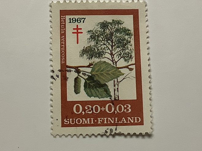 623 / 1967 Puulajeja - Koivu o leimattu