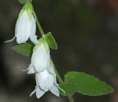 Herttakello (Campanula alliariifolia), siemeniä 100 kpl