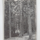 Kansallispuistot - pikkukuva 2