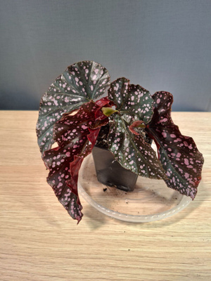 Begonia Cracklin Rosie
